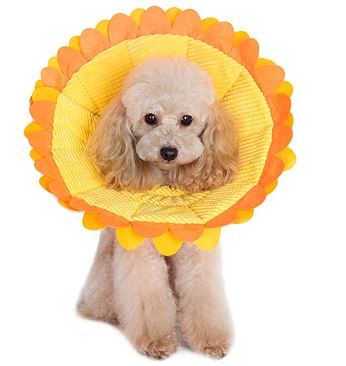 Alfie Pet - Noel Recovery Colla-Sunflower : XXL