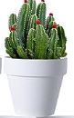 2.95 inch Mini flowerpots with-White : 2.95"