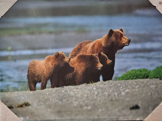mother Coastal Brown Bear and her three cubs 40 x 30