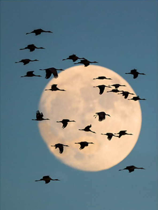 Group of Sandhill Cranes, with the moon in the background